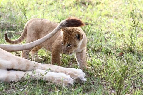 Tiny lion cub playing with his mother's tail Stock Photos