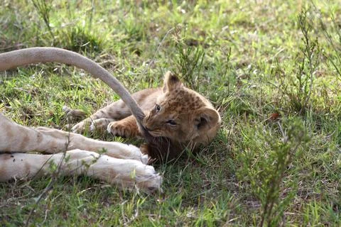 Tiny lion cub playing with his mother's tail Stock Photos
