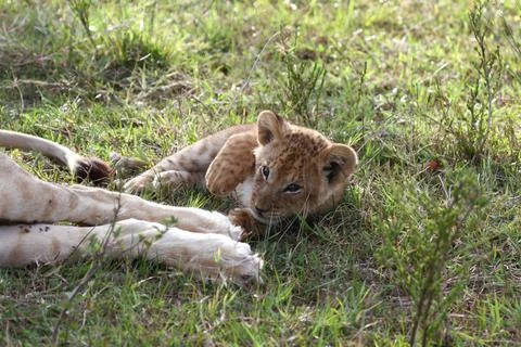 Tiny lion cub playing with his mother's tail Stock Photos