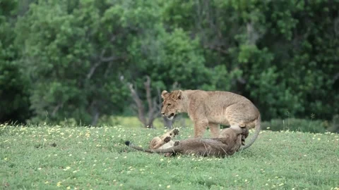 Tiny Lion Cub Playing With Its Two Older Siblings in Botswana 스톡 동영상 262065429