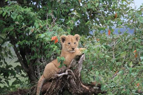 Tiny lion cub sitting on a branch of a tree,orange flower at backgound Stock Photos