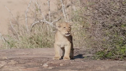Tiny lion cub standing and calling for its mother in slow motion, Greater Stock Footage 144163755