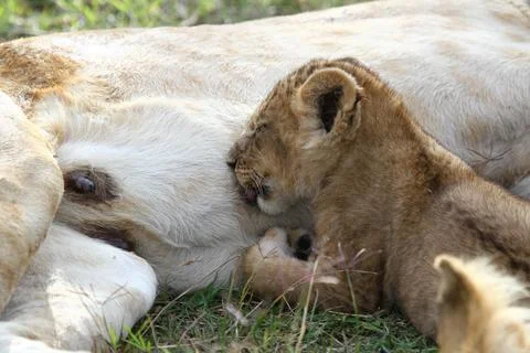 Tiny lion cub sucking his mother's milk Stock Photos