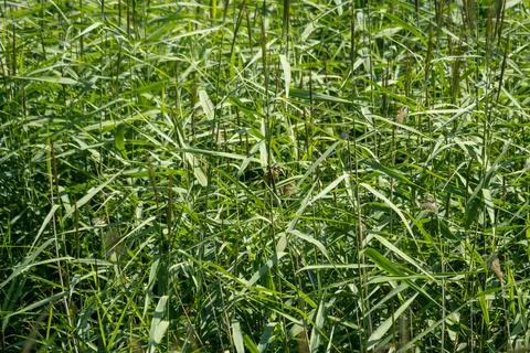 Tiny little bird in the grass Stock Photos