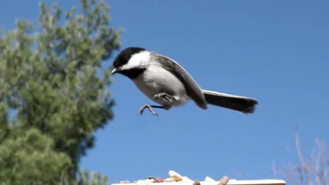 Tiny little bird lands at feeder to get a peanut. Video stock 148675570