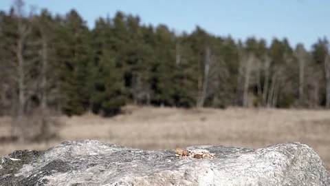 Tiny little bird is picky about which nut to take. Video stock 172263560
