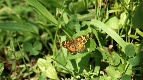 Tiny little butterfly gently opening and closing its wings. Video stock 123441961