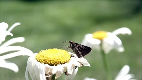 Tiny little butterfly probes deep into a flower for nectar. Video stock 123441853