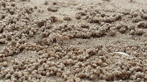 Tiny little ghost crab eating on the beach and making sand balls Stock Footage 146634658