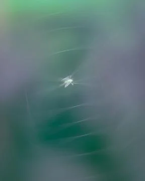 Tiny little green fly trying to escape from spider web Stock Photos