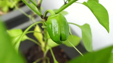 Tiny little green parika at the shrub in a home garde Stock Footage 206055084