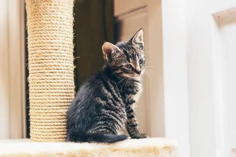 Tiny little grey strip tabby kitten Stock Photos