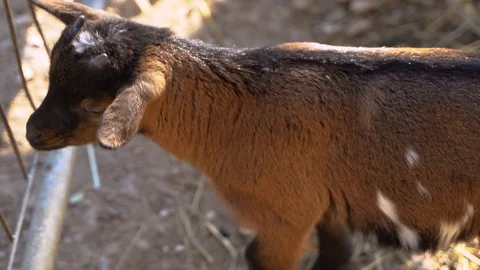 Tiny little horns on top of goats head 動画素材 108893773