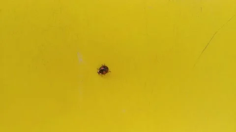 Tiny little ladybug on vivid yellow desk 库存影片 153630941