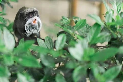 Tiny little Monkey sticking its tongue out Stock Photos