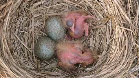 Tiny little newly hatched chicks moving in the nest next to whole eggs. Turdus Vídeos de archivo 276816125