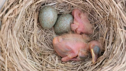 Tiny little newly hatched chicks sleeping in the nest next to whole eggs.  Stock Footage 276868278
