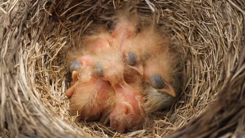 Tiny little newly hatched chicks moving in the nest next to whole egg. Vídeos de archivo 314740245