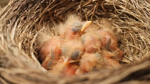 Tiny little newly hatched chicks moving in the nest. Fieldfare (Turdus pilaris). Vídeos de archivo 325292176
