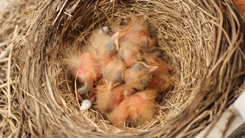 Tiny little newly hatched chicks moving in the nest. Fieldfare (Turdus pilaris). Vídeos de archivo 325292177