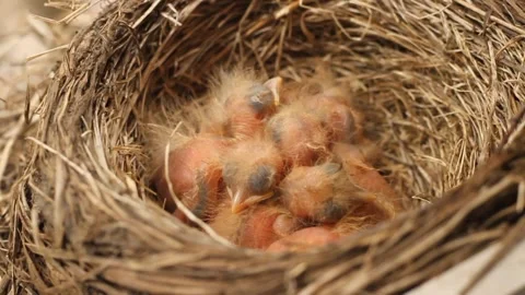 Tiny little newly hatched chicks moving in the nest. Fieldfare (Turdus pilaris). Stock Footage 325292179