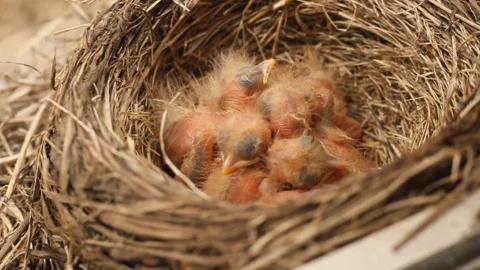 Tiny little newly hatched chicks moving in the nest. Fieldfare (Turdus pilaris). Vídeos de archivo 325292191