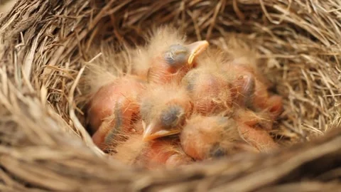 Tiny little newly hatched chicks moving in the nest. Fieldfare (Turdus pilaris). Vídeos de archivo 325292192