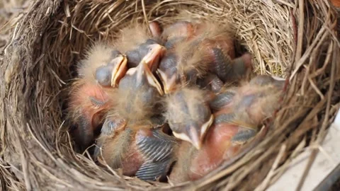 Tiny little newly hatched chicks moving in the nest. Fieldfare (Turdus pilaris). Stock Footage 325292242