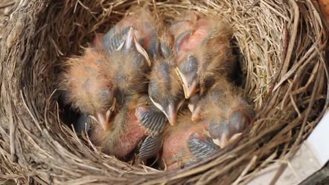 Tiny little newly hatched chicks moving in the nest. Fieldfare (Turdus pilaris). Stock Footage 325292243