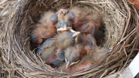 Tiny little newly hatched chicks moving in the nest. Fieldfare (Turdus pilaris). Vídeos de archivo 325292266