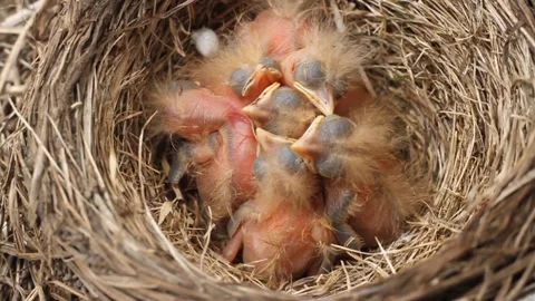 Tiny little newly hatched chicks moving in the nest. Fieldfare (Turdus pilaris). Vídeos de archivo 325292273