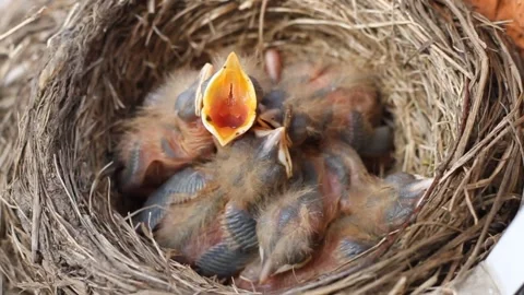 Tiny little newly hatched chicks moving in the nest. Fieldfare (Turdus pilaris). Vídeos de archivo 325292274