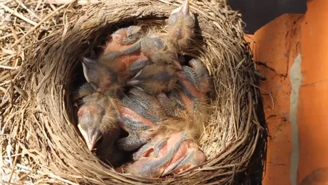 Tiny little newly hatched chicks moving in the nest. Turdus pilaris. Vídeos de archivo 327150114