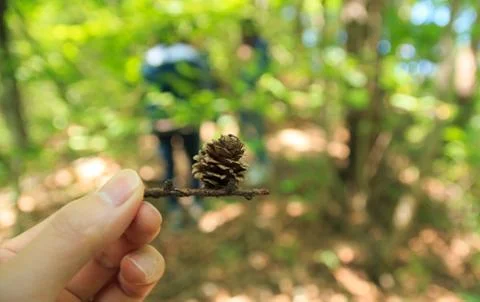 Tiny little pine cone Stock Photos