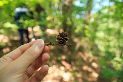 Tiny little pine cone Stock Photos