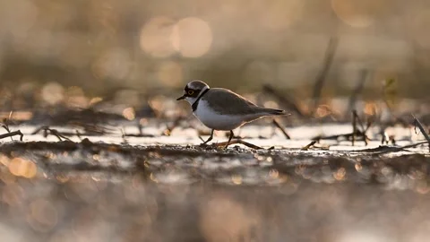 Tiny Little Ringed Plover feeding on a glowing mudflat. Video stock 331597578