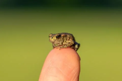Tiny little toad sitting on human finger Stock Photos