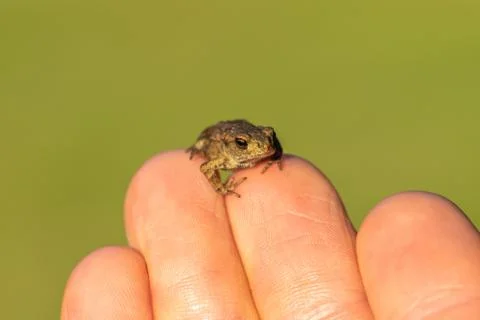 Tiny little toad sitting on human fingers Stock Photos