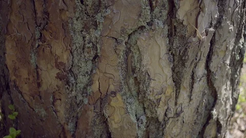 A tiny lizard hiding in the bark of a tree Stock Footage 86061132