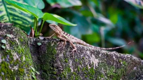 A tiny lizard hunting in the garden for some insects. Foto stock