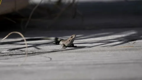Tiny lizard scurries across deck. Video stock 232598758