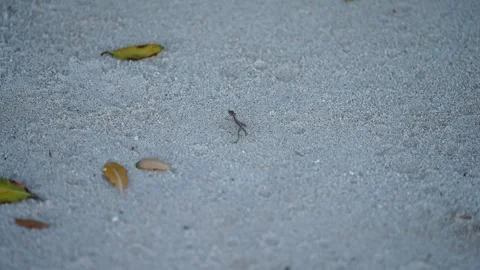 Tiny Lizard Scurrying Across Pale Sand Stock Footage 305957720