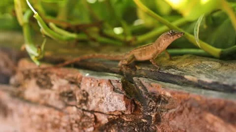 Tiny lizard. Shallow depth of field. Stock Footage 21829250