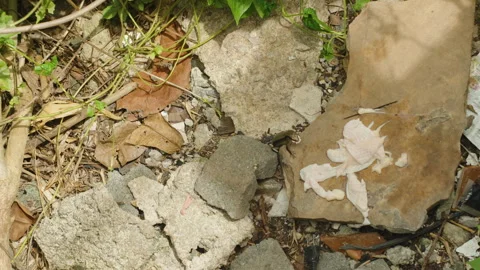 Tiny Lizard Struggles to Swallow Oversized Piece of Meat on Flat Stone Vídeos de archivo 314444421