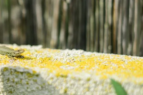 Tiny Lizard on a wall Stock Photos
