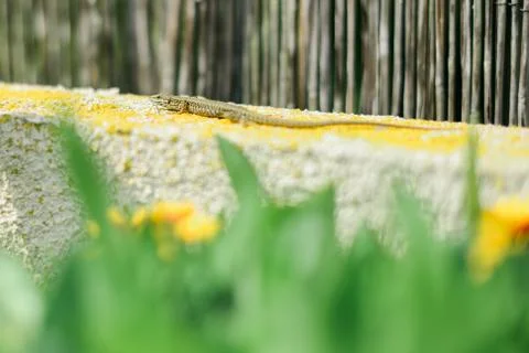 Tiny Lizard on a wall Foto stock