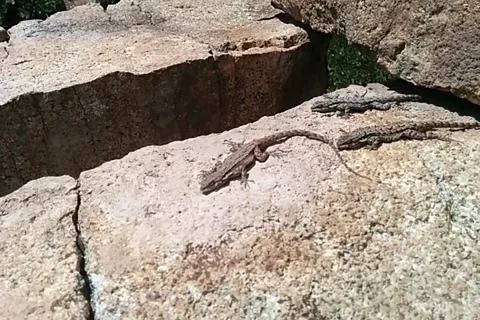 Tiny lizards sunning Stock Footage 168911160