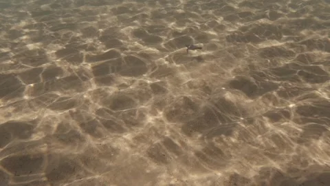 Tiny Loggerhead Sea Turtle Hatchling Swimming on Sandy Ocean Floor Stock Footage 328305389