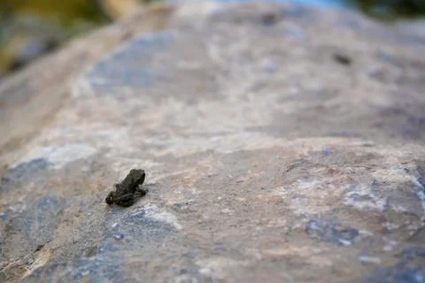 Tiny lone froglet exploring a massive textured rock surface. Stock Photos