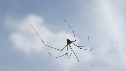 Tiny longbodied cellar spider on its web 動画素材 80911468